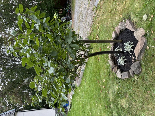 Plommonträd efter beskärning